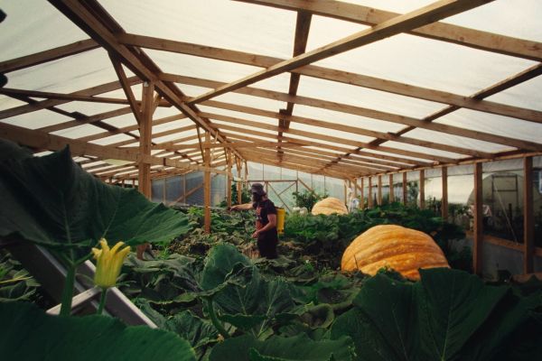 Кадр из фильма Выход из воды, Король Тыкв