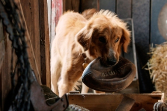 Кадр из фильма Собачья жизнь