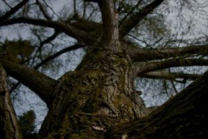 Кадр из фильма Молчаливый друг 