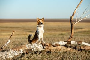 Кадр из фильма Моя собака – Космонавт